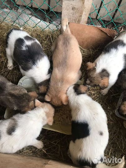 Малыши-1.5 мес