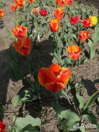 Луковицы тюльпана