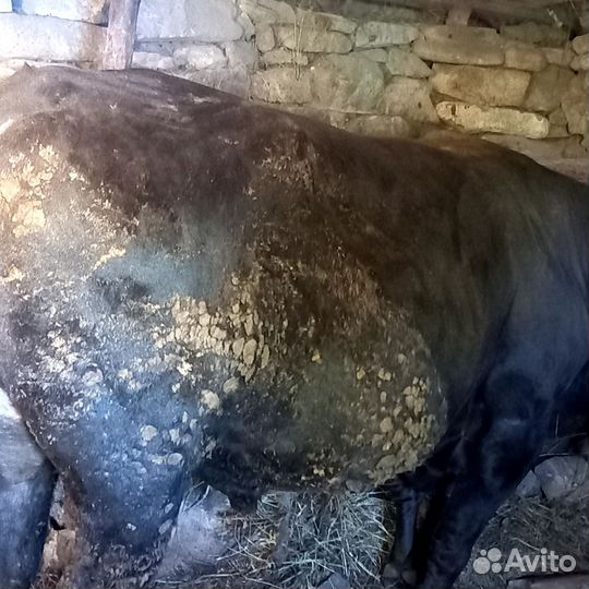 Бычки и быки