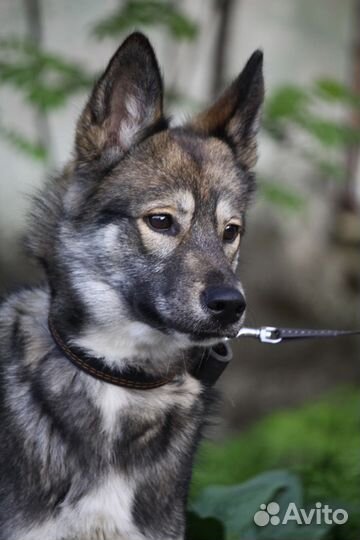 Собака в добрые руки отдам бесплатно