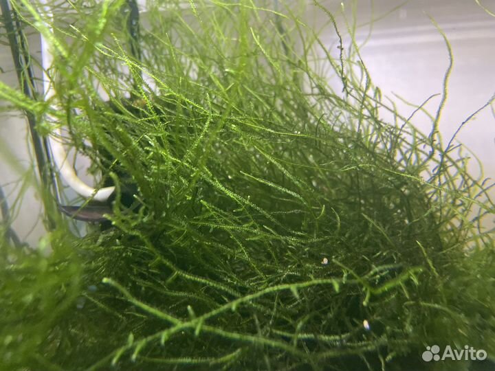 Аквариум нанокуб