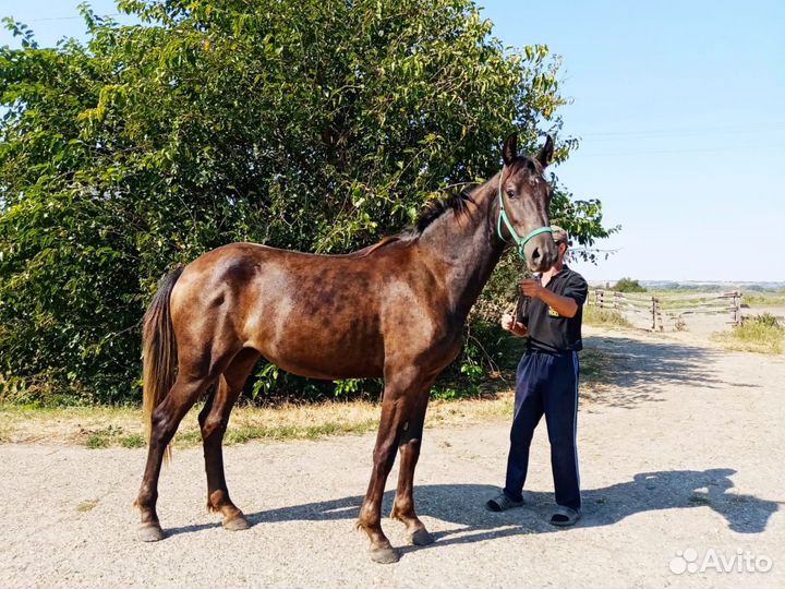 Продажа орловских лошадей
