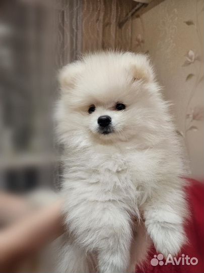 Щенки шпица