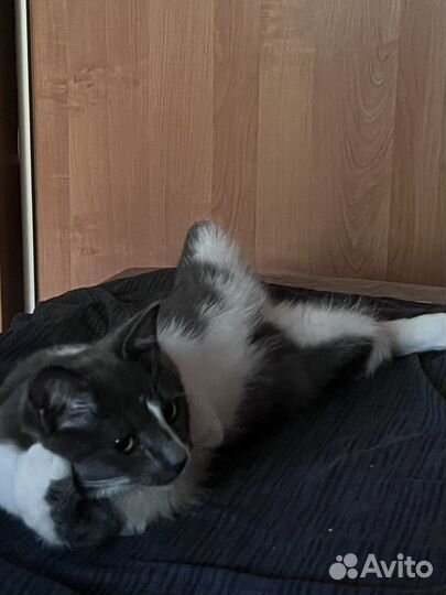 Кот В добрые руки