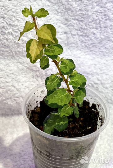 Фикус пумила вишес триколор