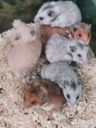 Сирийский хомяк