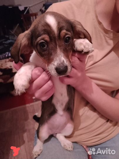 Собака в добрые руки отдам бесплатно