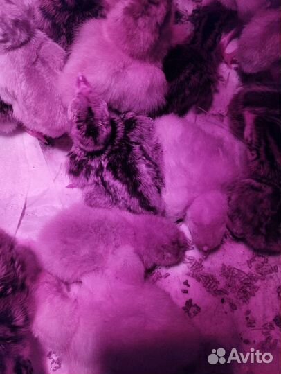 Инкубационное яйцо