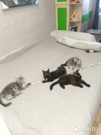 Котята мейн-кун