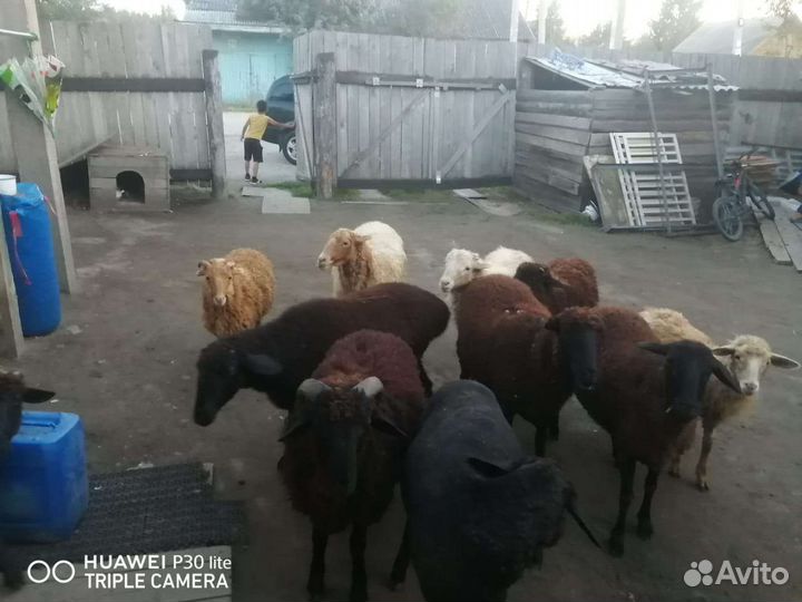 Овцы бараны ягнята