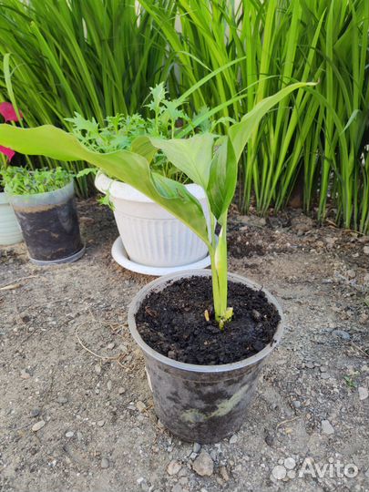 Спатифиллум