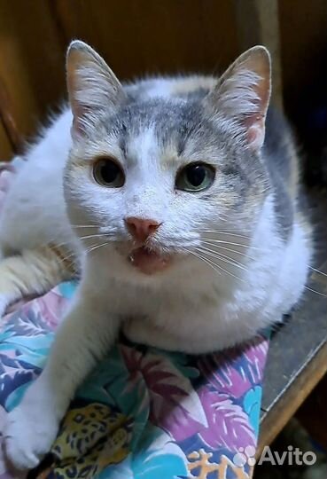 Кошки в добрые руки бесплатно