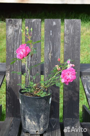 Роза флорибунда 