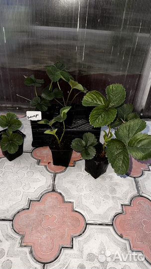 Земляника клубника в горшке