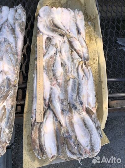 Крупная корюшка. Сахалинская. Икряная. Улов 2023г