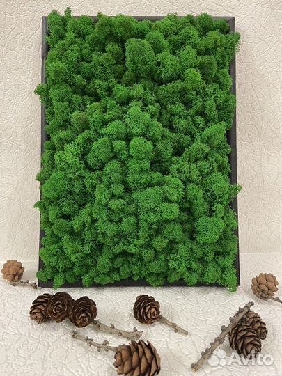 Картина/панно из мха