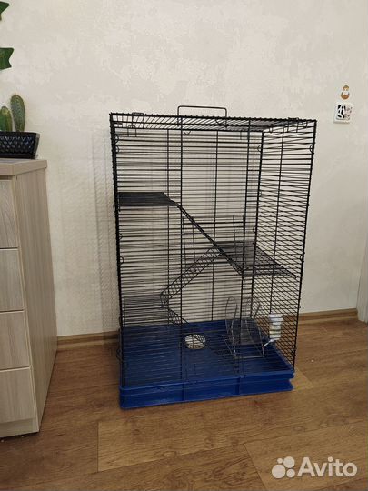 Крысы отдам бесплатно