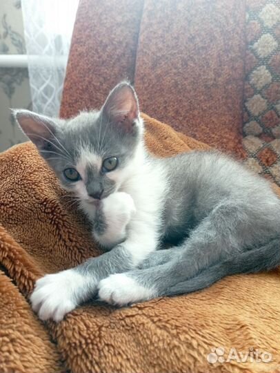 Мини-мышеловка