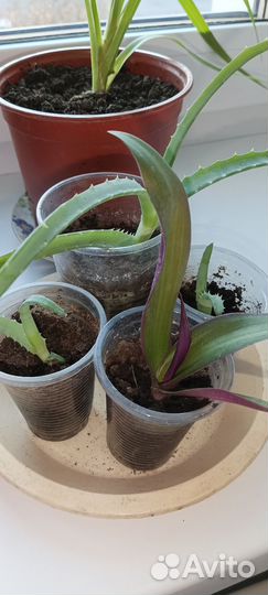 Алоэ, толстянка