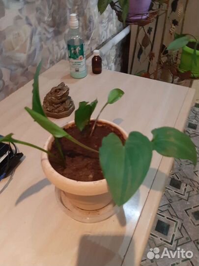 Цветы разные