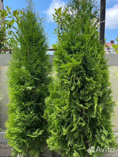 Туи в наличии-Оптом