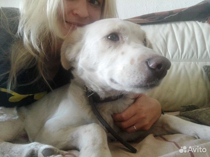 Передержка собак любых пород