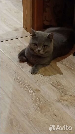 Коты для вязки