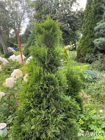 Туя спиралью