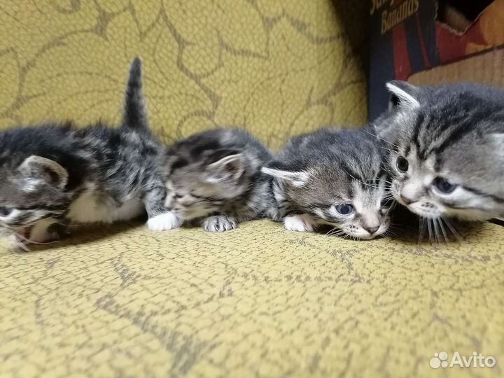 Кошка в дар бесплатно