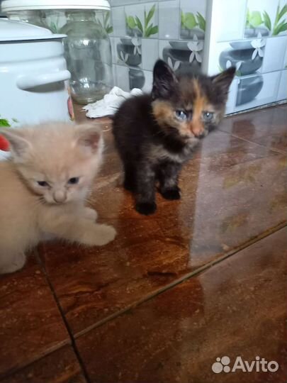 Кошка в дар