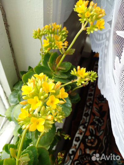 Герани и пеларгонии