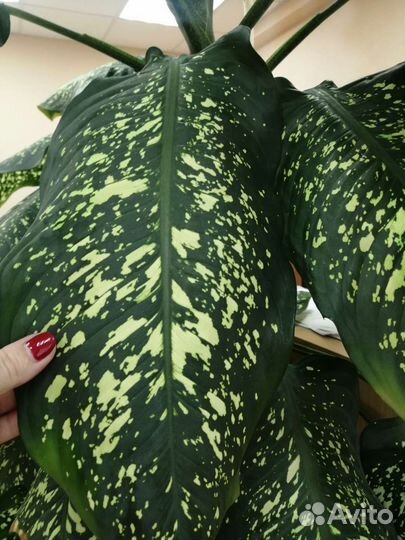 Диффенбахия Пикта