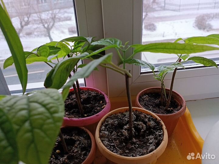 Клеродендрум томпсон