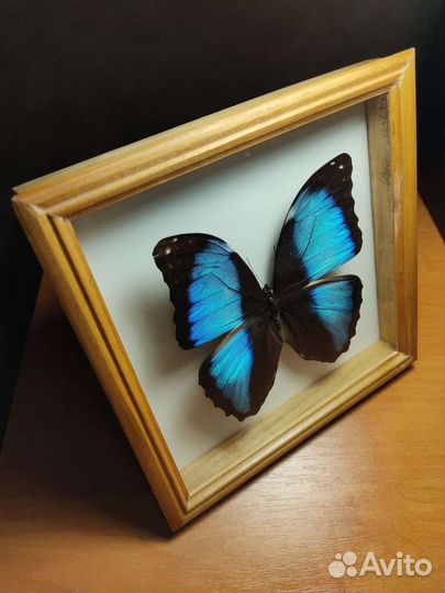 Бабочка в рамке