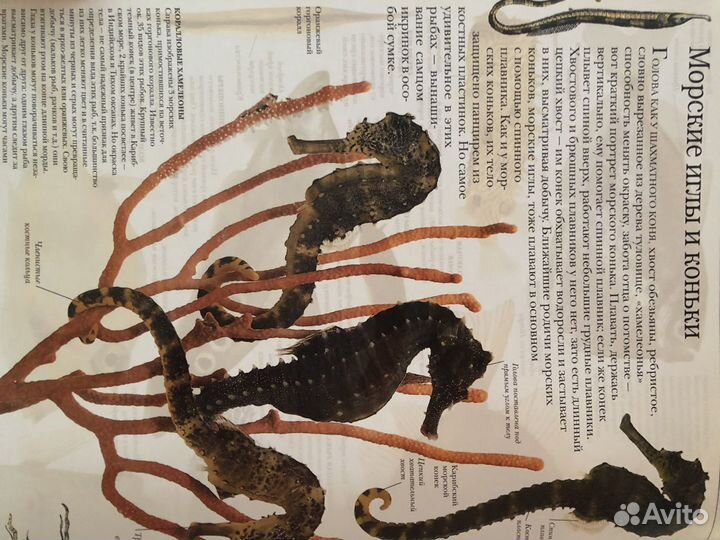 Очевидец Дорлинг Киндерсли 5 книг