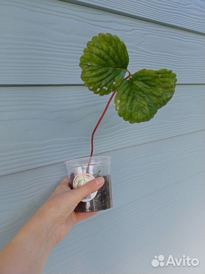 Клубника Альба, Купчиха, Азия усы саженцы рассада