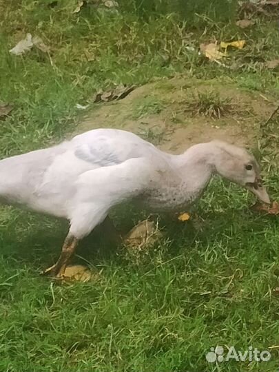 Голубые индоутки