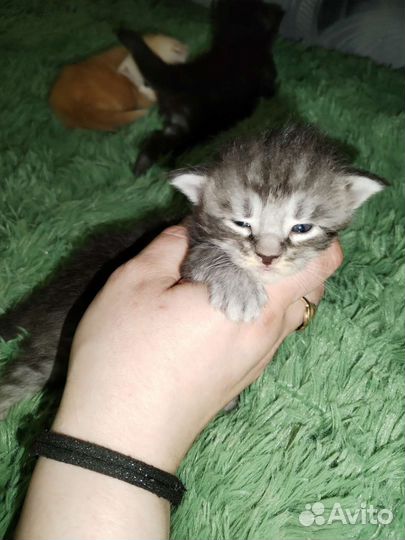 Кошка