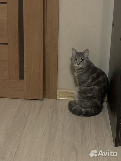 Потерялась кошка