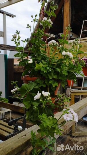 Пеларгония герань плющелистные