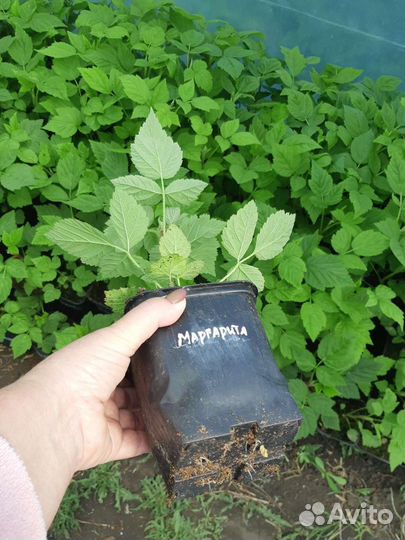 Саженцы с закрытым корнем в контейнерах