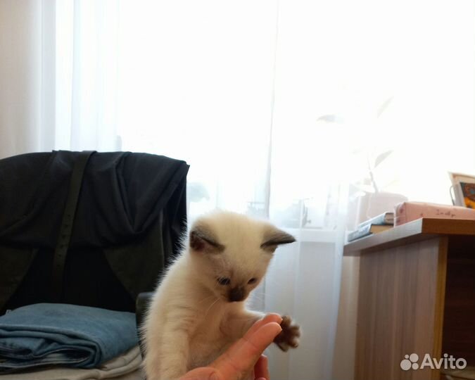 Тайские котята
