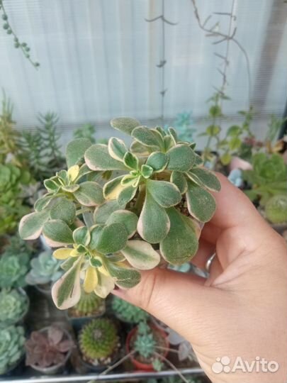 Эониум, аихризон суккуленты