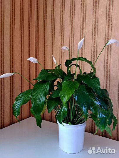 Спатифиллум