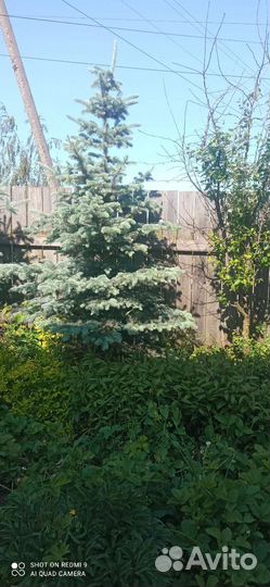 Ель голубая крупномер