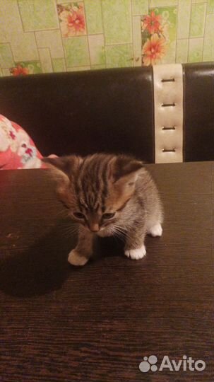 Котята в добрые руки от Британского папы