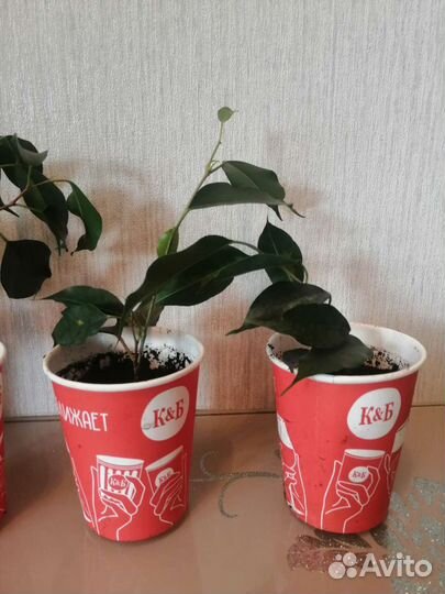 Фикус бенджамина