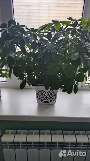 Комнатные цветы