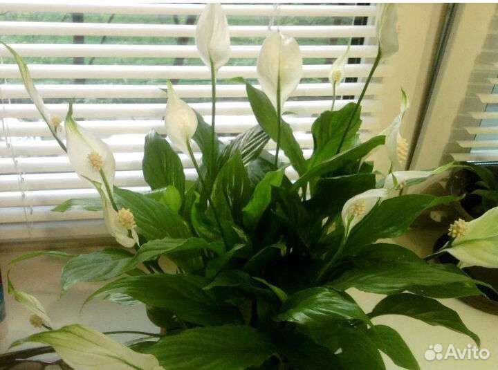 Женское счастье (спатифиллум), красивые фиалочки