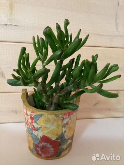 Комнатные растения